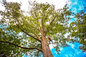 How Our Tree Care Process Works  in  Orland, CA