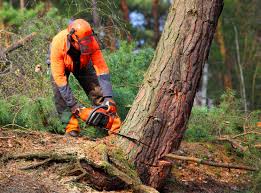 Best Tree Removal  in Orland, CA