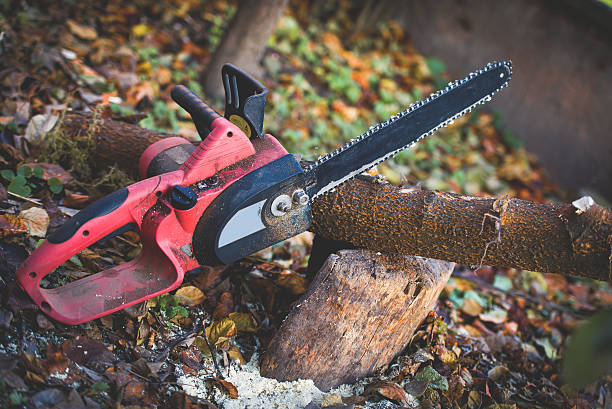 Trusted Orland, CA Tree Care Experts